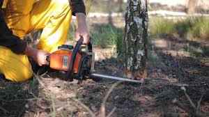 Best Stump Grinding and Removal  in Mount Vernon, VA